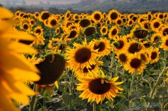 Sunflowers